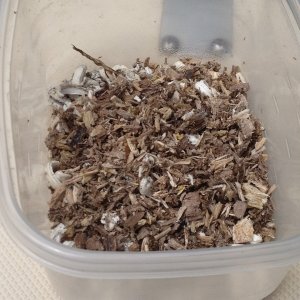 IMG 0539