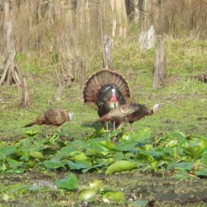 We had quite a turkey show