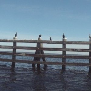 These ducks are in a row!
