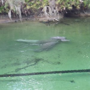 Manatees at Blue Springs