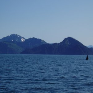 Orcas in Iailik Bay 04'