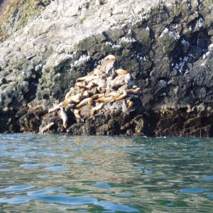 Media 'Sea Lions perched atop penicle 04'' in album 'Looking west out of Thumb Cove Resurrection Bay 04''