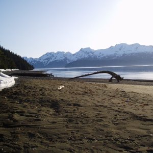 Media 'Driftwood arch 04'' in album 'Looking west out of Thumb Cove Resurrection Bay 04''