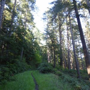 The main trail out of Eagle Harbor is a real hiking trail, not a gravel path like you might see at Sucia or other state parks. Cypress has miles and miles of hiking trails like this!
