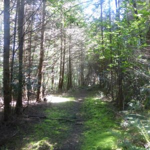 The hiking trail connecting Eagle Harbor and Pelican Beach is nice, but was super muddy, will bring boots next time!