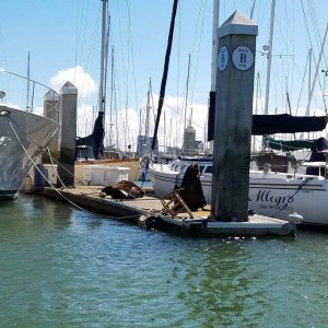 Sea Lions relocated to the opposing dock from our\'s.