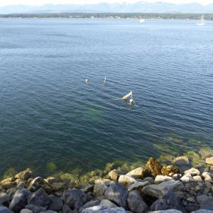 A sunken vessel just outside the breakwater in Comox