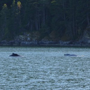 Whale sighting in narrow Lewis Channel