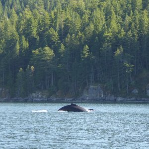 Whale sighting in narrow Lewis Channel