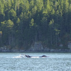 Whale sighting in narrow Lewis Channel north of Teakerne Arm