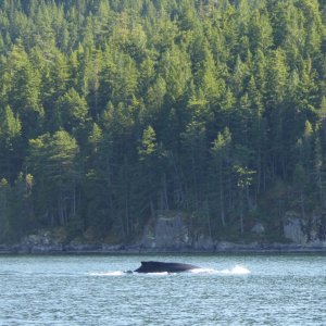 Whale sighting in narrow Lewis Channel north of Teakerne Arm