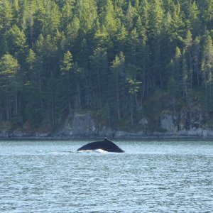 Whale sighting in narrow Lewis Channel north of Teakerne Arm