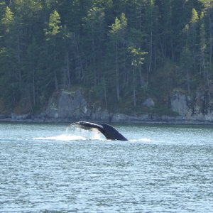 Whale sighting in narrow Lewis Channel north of Teakerne Arm