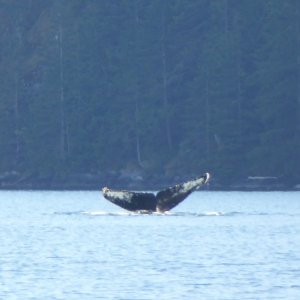 Whale sighting in narrow Lewis Channel north of Teakerne Arm