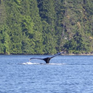 Media 'Whale sighting in narrow Lewis Channel north of Teakerne Arm' in album 'Public wharf at Comox Tues morning, waiting for winds to die down'