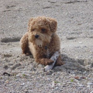 Beachcombing