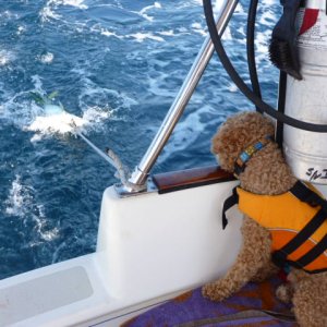Guarding the Catch