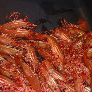 A few shrimp