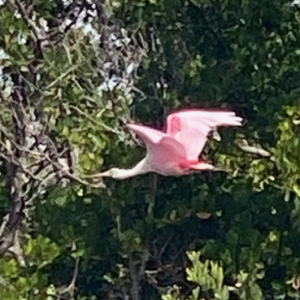 Don\'t see a true Roseate Spoonbill often