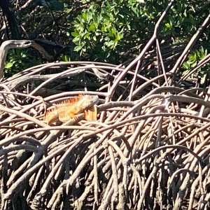 I\'ve never actually seen an iguana in Florida ti\'ll now