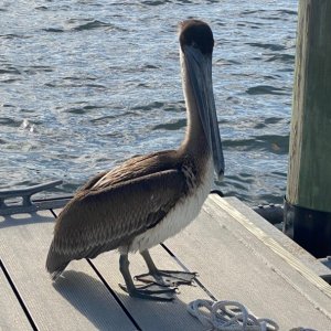 Thinks he might get scraps. Lots of pelicans have been conditioned to hang around ramps and docks.