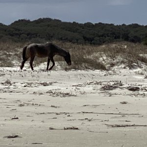 Cumberland Island