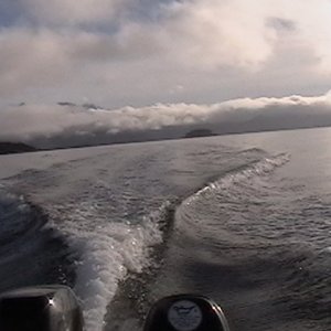 Departing Gull & Bird Island in Lynn Canal