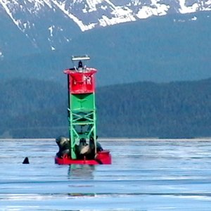 Poundstone Rock - Great social spot for sea lions