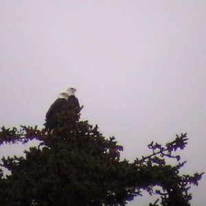 Nesting eagles - Sentinal Island