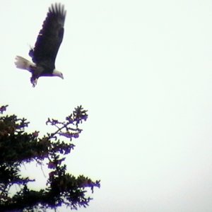 Eagle going fishing - Sentinal Island