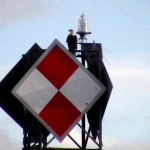 Media 'Eagle on George Rock' in album 'Sentinal Island & Benjamin Island in South Lynn Canal'