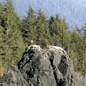 Eagle on Sentinel Island