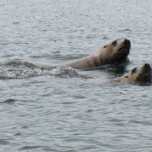 Seals check out the boat in North Pass
