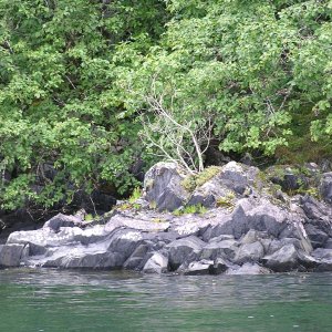 Bonsai in Landlock Bay