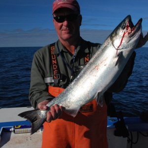 Media 'King Salmon, Gulf of Alaska, SE Alaska' in album '145 # Halibut, Elfin Cove, SE Alaska'