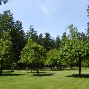 Orchard on South side of Jones
