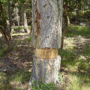 Garry Oak restoration