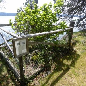 Garry Oak restoration