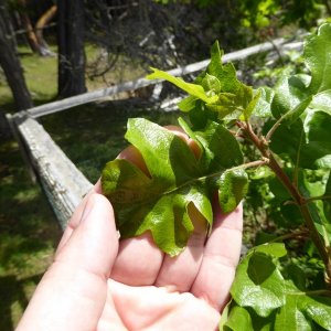 Garry Oak leaf