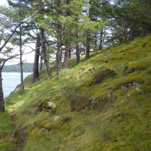 Mossy slope on the North end of island