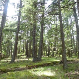 Trees on Jones Island