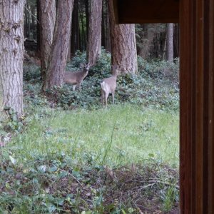 Deer