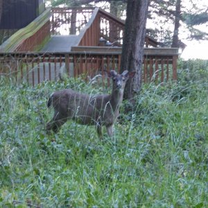 Deer