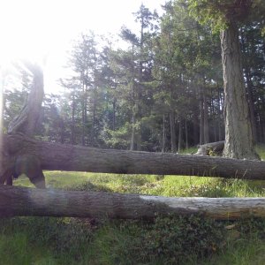 Lots of fallen trees still remain from the big storm