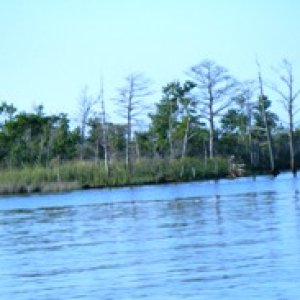 Media '23MAY10-Shoreline on Alligator-Pungo River Canal' in album '22MAY10-Pusher Barge on ICW at  Bay River'
