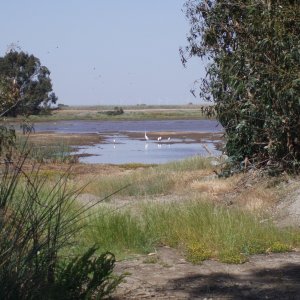 Wheeler Island Duck Club's backyard