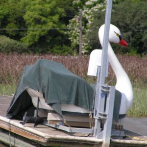 Media 'Electric or human-powered?' in album '9 C-Dory's at the Wheeler Island Duck Club'