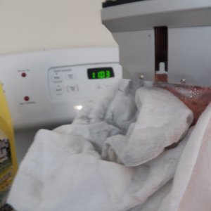 Media 'By 11:03 I have frost at the top of the copper tube.  The towel actually froze to the copper pipe, so I'll have to keep produce away from it when the cooler is complete.' in album 'This is a thermo-electric chip (TEC) with an air cooled copper heat sink salvaged from a computer on top and a length of 1.5" copper pipe filled with antifreeze on the bottom.  It is stuck together with thermal epoxy.'
