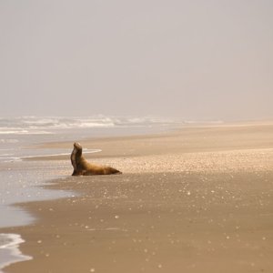 Media 'He had this beach -- 20 miles or so of Pacific Ocean beachfront  -- to himself until we showed up.' in album 'The Baja Highway in November, 2007. The road to Magdalena Bay and beyond.  ! Abre sus ojos !'