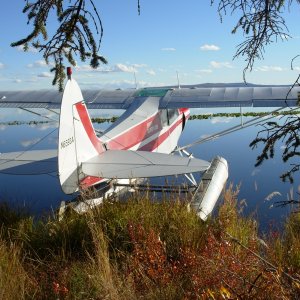 Super cub for C-dory